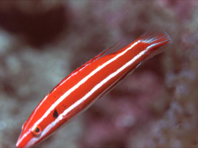 Bodianus neopercularis